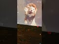 The Lion King Reverse ️