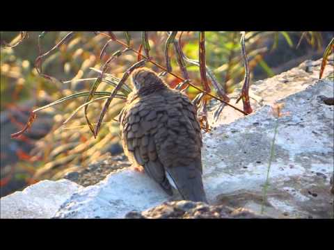 Do Your  " CHEN Shi Lao Jia Yi Lu "  @ Sunrise ...on top the Recycle Hill , riverPark , Bishan !