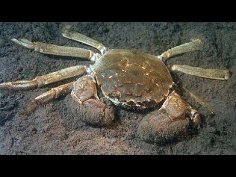 O caranguejo chinês invasor se adapta a quase qualquer ambiente, se alimenta de invertebrados, alevins e até espécies protegidas, e compete com a fauna local como se o rio fosse seu