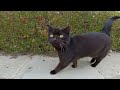 Meowing For Food The Endless Appetite Of A Sweet Black Cat