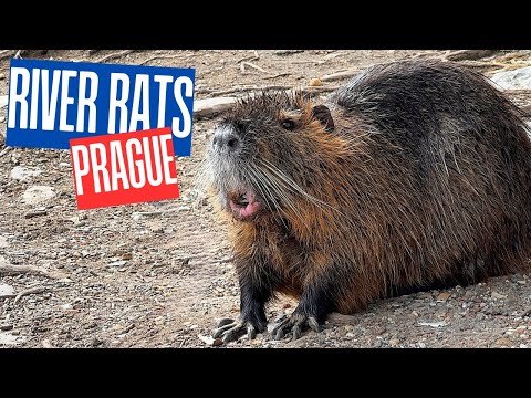 Nutria riečna (Myocastor coypus) — populácia v mestských vodách