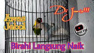 Download lagu Pancingan Lovebird Menaikan Birahi Emosi Jantan Dan Betina Proses Jebol Birahi Emosi mp3 Download lagu Pancingan Lovebird Menaikan Birahi Emosi Jantan Dan Betina Proses Jebol Birahi Emosi mp3