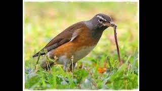 Download lagu SUARA BURUNG ANIS PUTIH 2025 mp3 Download lagu SUARA BURUNG ANIS PUTIH 2025 mp3