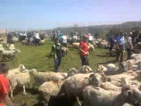 inpreunatul oilor in CHENDREA