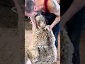 Why Don T Sheep Fight Back When Sheared Animal Funny Sheep