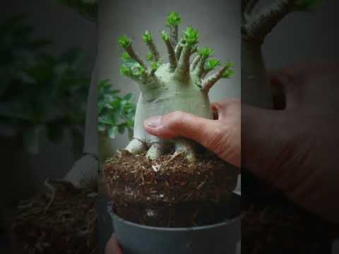 Die Wüstenrose. Gartenarbeit. Blume. Bonsai. Zimmerpflanze. Adenium. Dünger.