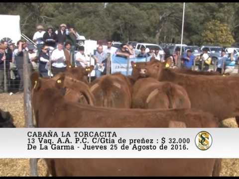 25-08-16 Venta de Vacas y Vaquillonas A.A. P.C. - Cabaña La Torcacita - De La Garma