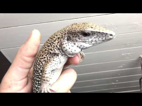 Very relaxed ameiva dwarf tegu male