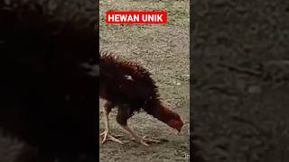 Download lagu hewan unik yang sangat jarang di jumpai ayam berbulu kriting#shorts#viral#trending# mp3