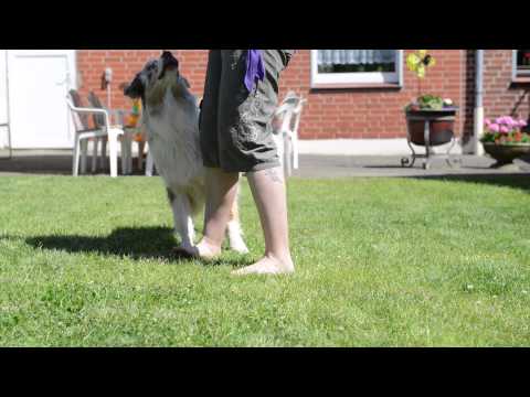 Rückwärts einparken mit Coffey, Cujo und Steve 07.06.2014