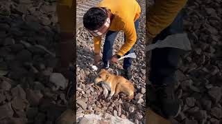 VOICE OF STRAY ANIMALS VOSAH