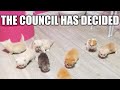 THE COUNCIL HAS DECIDED