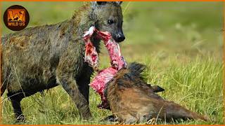 Music video thumbnail preview for Deadliest Hyena Attacks Caught on Camera | Wild Animals by Discipline