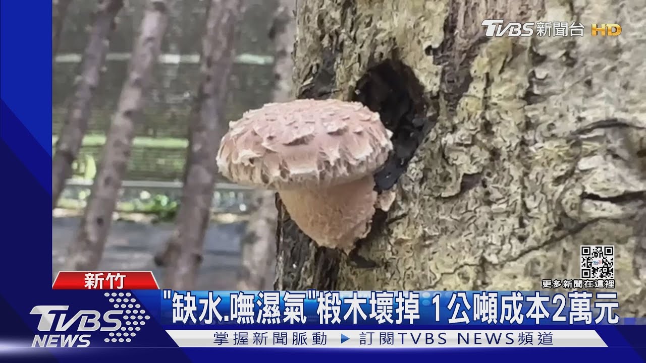 嘸雨! 椴木被曬乾種不出「香菇」產量少5成