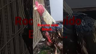 Download lagu Wido Perdana kurang 2air..Dengan jeb2 pukul Door..lawan KO mp3