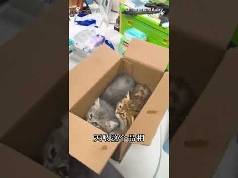撿到這么好品相的三只小貓，真是恭喜你啊#金虎斑 #銀虎斑 #小貓 #手慢無 （素材來源：芭芭拉老Baby ）