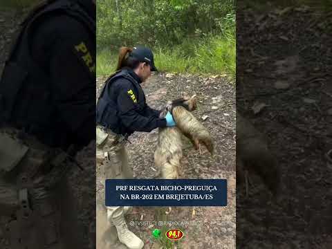 PRF RESGATA BICHO-PREGUIÇA NA BR-262 EM BREJETUBA/ES