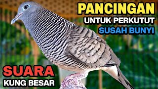Download lagu Perkutut Lokal Gacor Suara Kung Besar Pancingan Burung Perkutut Agar Bunyi. mp3