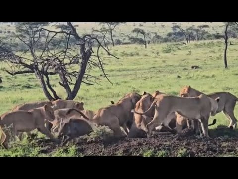 big lion pride digging burrow catching a warthog video