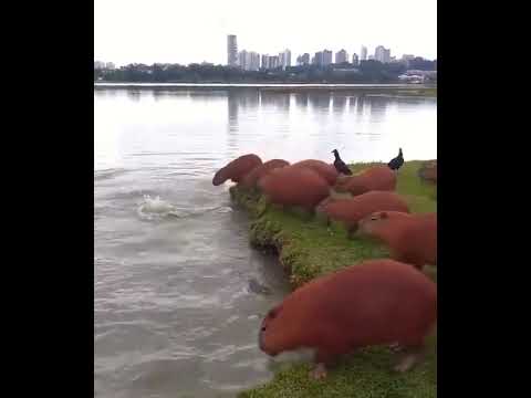 Capybaras jumping on the lake in Brazil