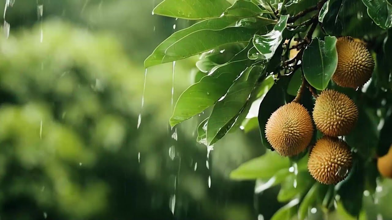 Rain Soothing - Rain Sound And Piano Music Relax The Soul, Meditate, Study, Relieve Stress