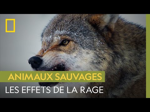 Comment la rage change le comportement des animaux
