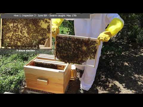 Bee Hive 1 Inspection #3 June 6th. Swarm caught using a 5 frame bait hive on May 17th.