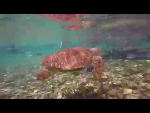 Snorkeling in Belize with Caveman Snorkeling Tours