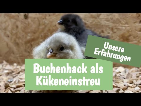 Buchenhack als Kükeneinstreu | unsere Erfahrungen 🐥🐣