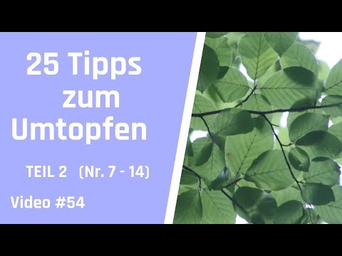 25 Tipps für Anfänger: So gelingt das Umtopfen deines Bonsai erfolgreich - Teil 2