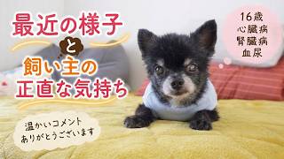 【老犬】咳が止まった方が不安になる…16歳朝丸の最近の様子