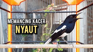 Download lagu kacer gacor NGEPLONG tarung ini paling ampuh buat PANCINGAN KACER agar EMOSI NYAUT mp3 Download lagu kacer gacor NGEPLONG tarung ini paling ampuh buat PANCINGAN KACER agar EMOSI NYAUT mp3