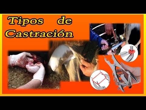 , title : 'CASTRACIÓN SUS TIPOS en bovinos ovinos y caprinos'