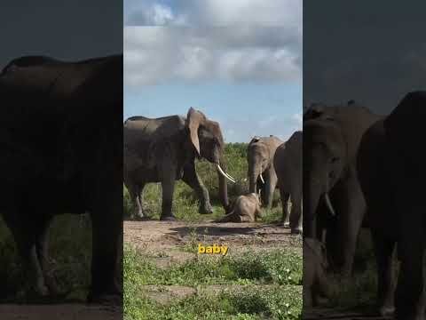 The Most Shocking Animal Moments Ever Caught on Camera