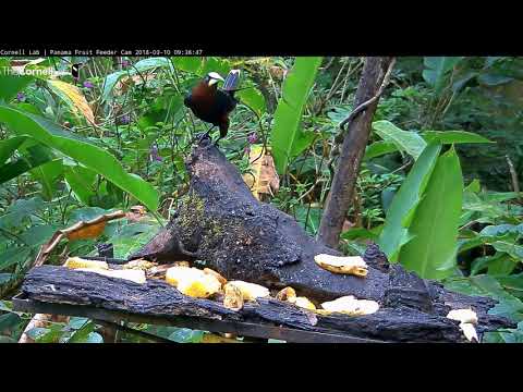 Video 2018 03 10 093512 Chestnut headed Oropendola does some serious vocalizations