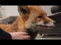 Exchanging Peanuts For Pets With A Wild Fox Don T Try This At Home