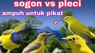 Download lagu suara pikat sogon | sogon vs pleci | suara pikat burcil terbaru mp3 Download lagu suara pikat sogon | sogon vs pleci | suara pikat burcil terbaru mp3
