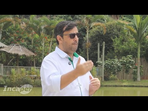 Revolução no arábica: novas cultivares quase dobram produção no ES