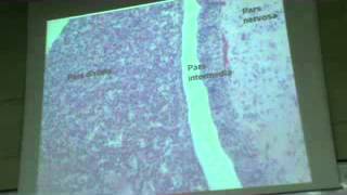Dr Gihan datashow 4 "  Pancreas , Liver & Endocrine "