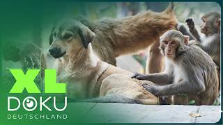 Wenn Affen Hunde zähmen: Das Rätsel von Taif