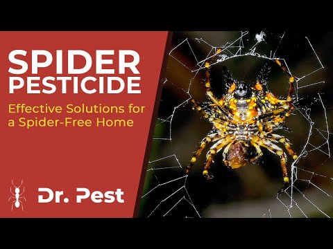 Spider Pesticide: Effective Solutions for a Spider-Free Home | Dr. Pest