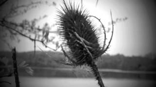 Magna Carta Cartel - THC