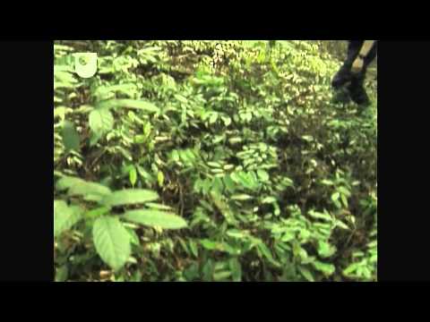 Mutual Benefits - Investigating Fungi: The Wood-Wide Web (2/4)