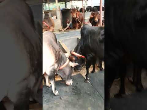 TAQWA CATTLE RANCH..... QURBANI COLLECTION 2023