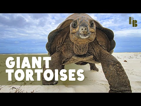 The World Used To Be Full of Giant Tortoises