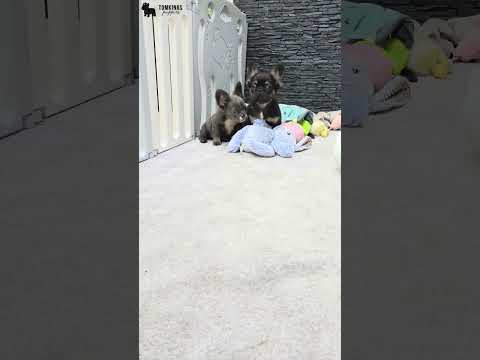 Video 4