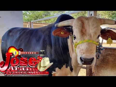 José Arana en vivo - Carlos Cruz el Toro Grande