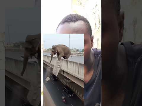 TEMBO KAVAMIA MJINI 😊😊😇😇 #shortvideo #funnyvideo