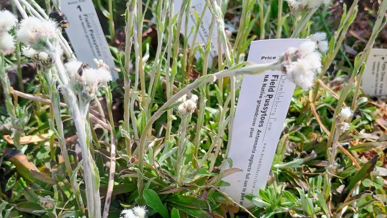 Brambleberry Farm Plant Inventory, March 26, 2026