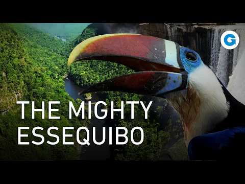 Discovering the Diverse Wildlife of the Essequibo River